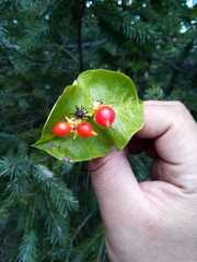 Lonicera cerviculata