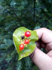 Lonicera cerviculata