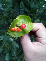 Lonicera cerviculata