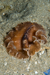 Phrikoceros