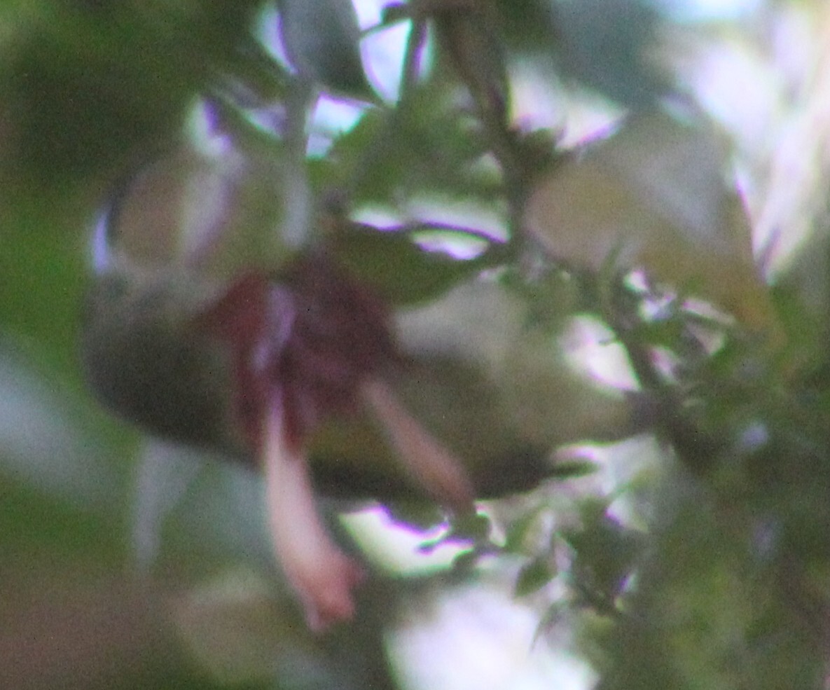 Common Sunbird-Asity (Neodrepanis coruscans), photo 1
