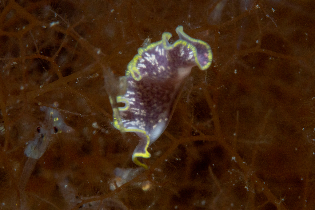 Cycloporus variegatus