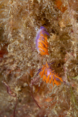 Flabellina