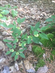 Physalis virginiana