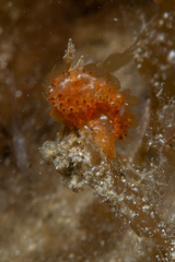 Madrella ferruginosa