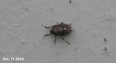 Menida