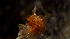 Madrella ferruginosa