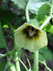 Physalis virginiana