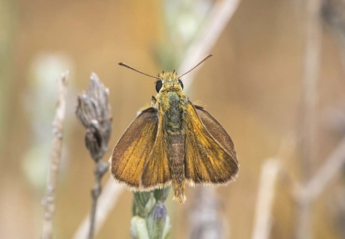 Lulworth Skipper, 09292 Santa Olalla de Bureba, Burgos, España, photo 8 of 10