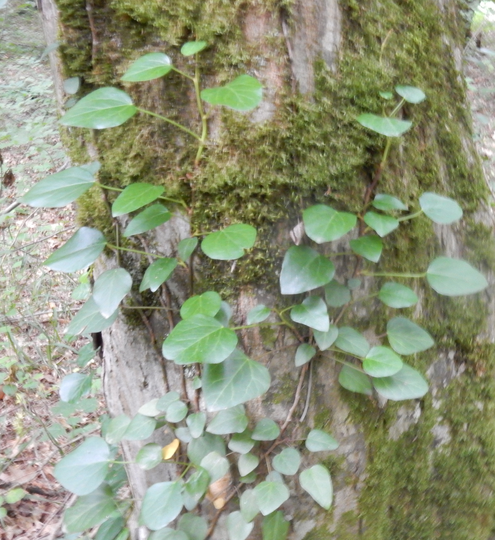 Hiedra de Pastuchov
