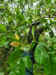Phyllanthus mariannensis