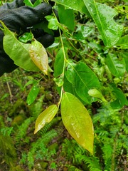 Phyllanthus mariannensis