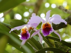 Cattleya mossiae