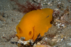 Doriopsilla peculiaris