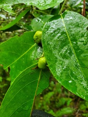 Phyllanthus mariannensis
