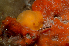 Doriopsilla peculiaris