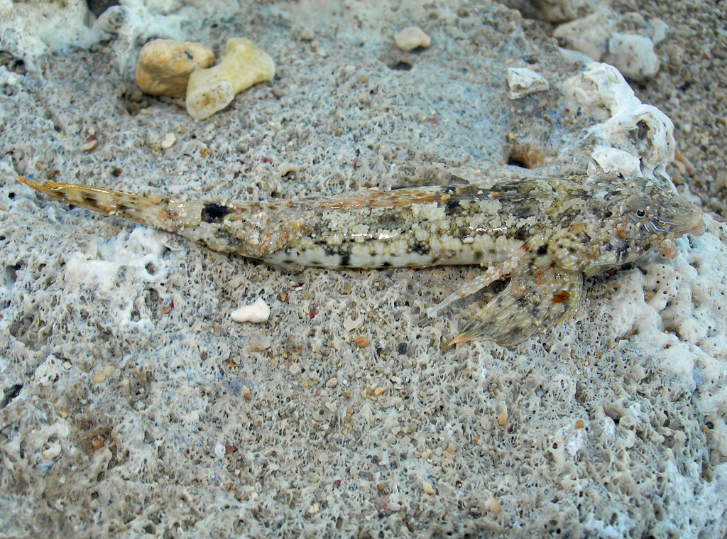 Indische plooidraakvis (Diplogrammus infulatus) — Callionymidae
