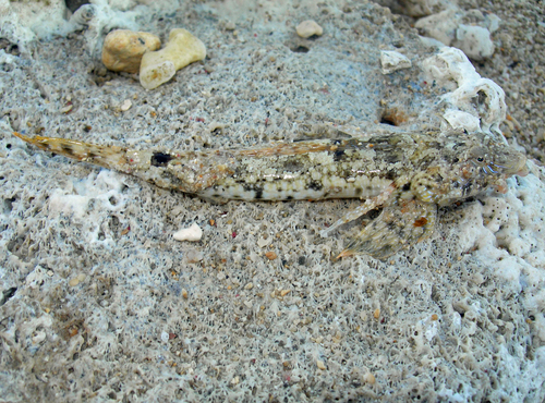 Indian Ocean fold dragonet (Diplogrammus infulatus) — Callionymidae