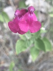 Salvia lemmonii