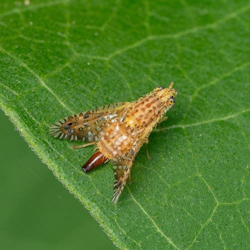 Paracantha culta photo 3