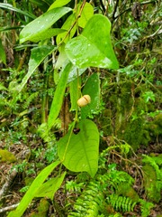 Phyllanthus mariannensis