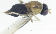 Chiromyzinae