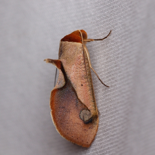 Lephana ovalis