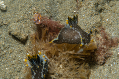 Polycera janjukia