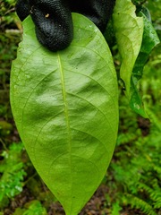 Phyllanthus mariannensis