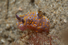 Polycera janjukia