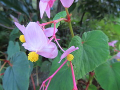 Begonia grandis