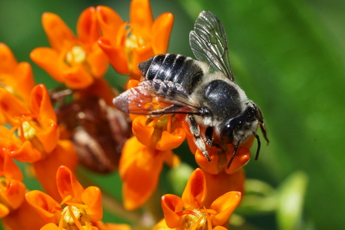 Flat-tailed Leafcutter Bee photo 3