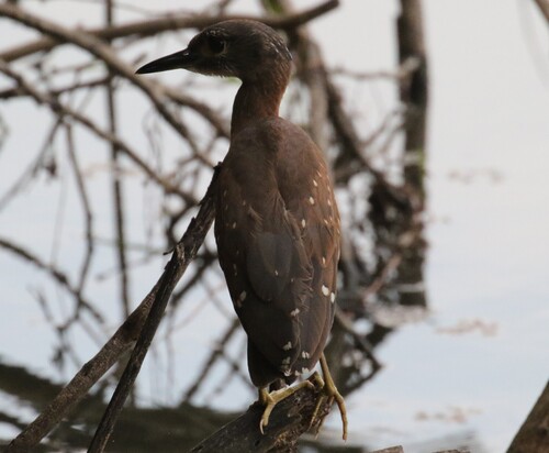 iNaturalist: (c) Corné Rautenbach, some rights reserved (CC BY-NC), uploaded by Corné Rautenbach iNaturalist image