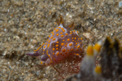 Polycera janjukia