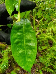 Phyllanthus mariannensis