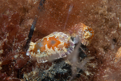 Chromodoris alternata