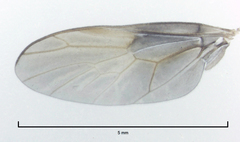 Chiromyzinae