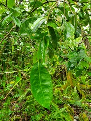 Phyllanthus mariannensis