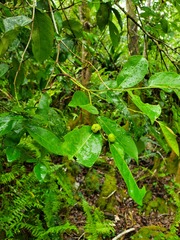 Phyllanthus mariannensis