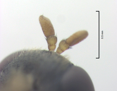 Chiromyzinae