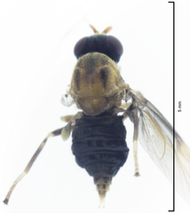 Chiromyzinae