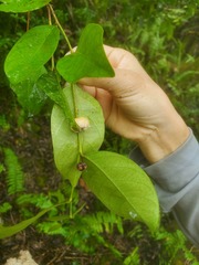 Phyllanthus mariannensis