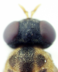 Chiromyzinae