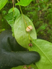 Phyllanthus mariannensis
