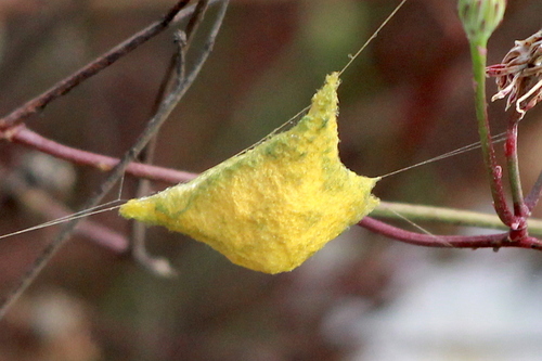 Silver Garden Orbweaver, photo 3 of 8