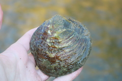 Cyclonaias tuberculata