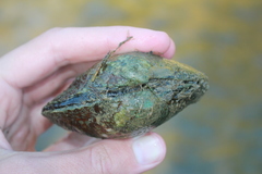 Cyclonaias tuberculata