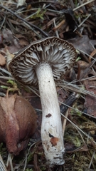 Tricholoma virgatum