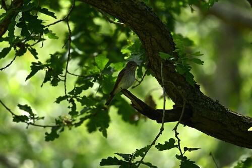 Spotted Flycatcher, Nationaal Park Zuid-Kennemerland, Overveen, Noord-Holland, NL, photo 9 of 10