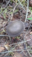 Tricholoma virgatum